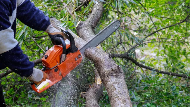 Person using an orange chainsaw to cut through a tree limb in a lush green environment.