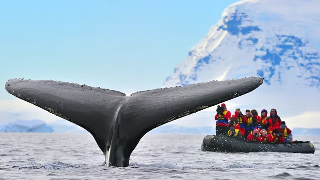 Humpback whale tail rising from ocean near tourists on inflatable boat with snow-covered mountains in background