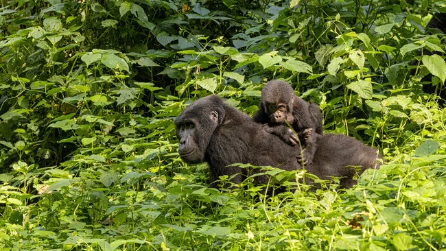 Adult gorilla lying in dense green foliage with a baby gorilla resting on its back in a forest setting.