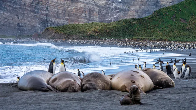 Elephant seals resting on a beach with king penguins and rocky cliffs in the background under a cloudy sky