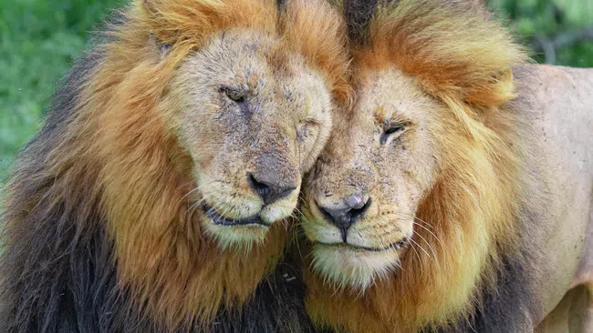 Two male lions with golden manes nuzzling each other in a green natural habitat.
