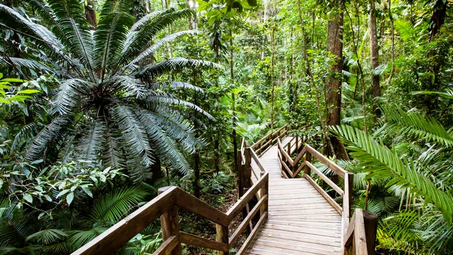 Wooden boardwalk winding through dense green tropical Daintree rainforest with large ferns and tall trees.