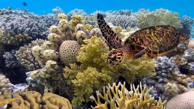 Sea turtle swimming over colorful coral reef under clear blue ocean water in vibrant marine ecosystem.