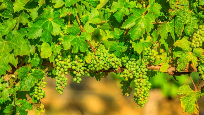Clusters of unripe green grapes hanging from leafy grapevine branches in a sunlit vineyard in Margaret River Wine Region.