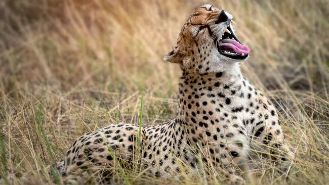 Cheetah lying in dry grass with mouth open, showing teeth and pink tongue during daytime.