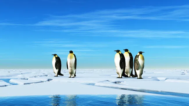 Emperor penguins standing on cracked ice near a reflective icy water body under a bright blue sky.