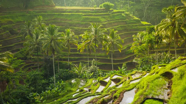 Lush green terraced rice fields with palm trees under soft natural sunlight in a tropical landscape.