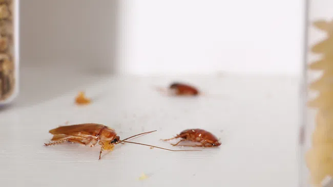 Three brown cockroaches crawling on a white surface near food containers in a kitchen setting.