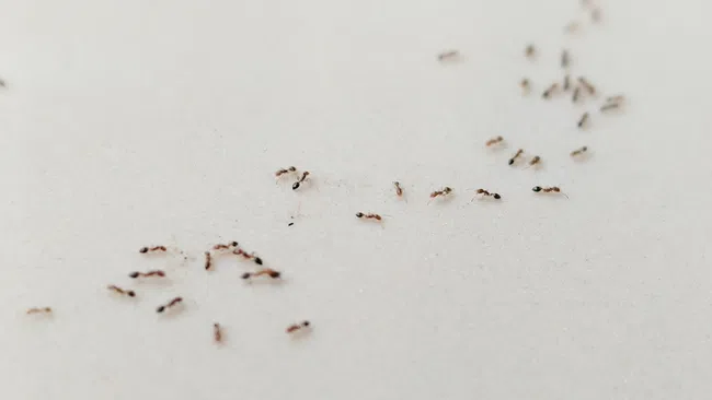 Close-up of a trail of small black ants walking on a smooth, light-colored surface.