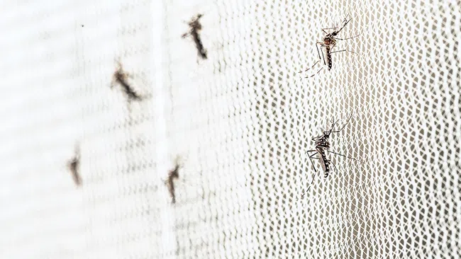 Several mosquitoes resting on a white mesh screen with soft natural light illuminating the scene