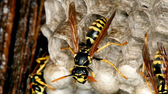 Close-up of yellow and black wasps on a grey paper nest with hexagonal cells in natural wood setting