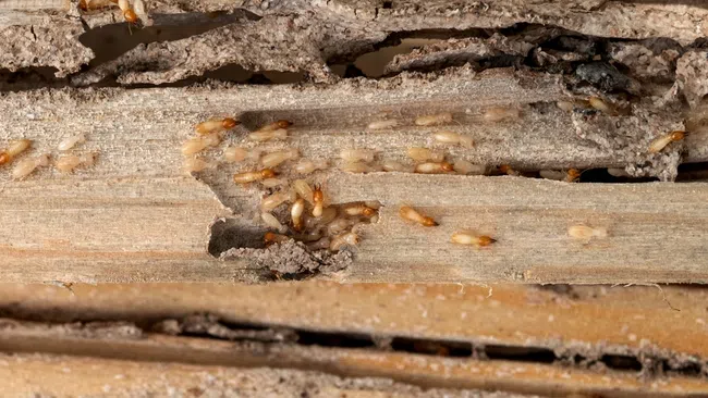 Close-up of termites crawling and damaging dry wooden planks with visible tunnels and debris.