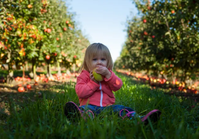 toddler in apple orchard