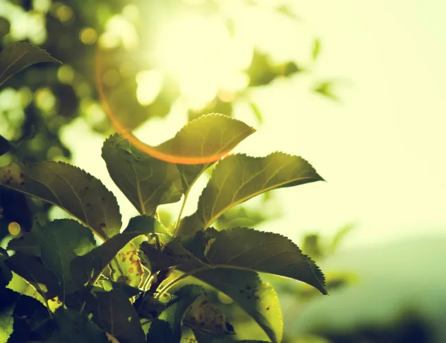 a close up of a plant