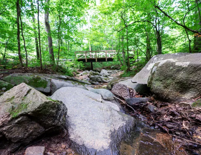 a bridge over a stream in a forest