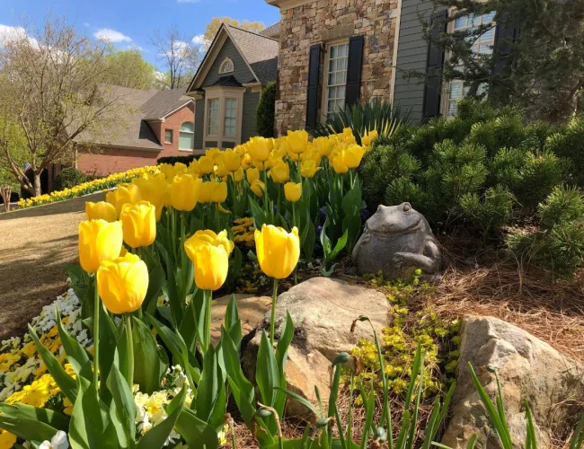 a close up of a flower garden