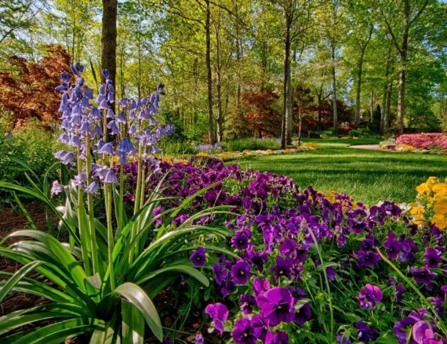 a close up of a flower garden
