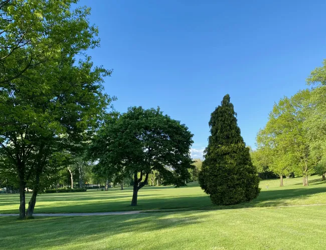 a grassy area with trees in it