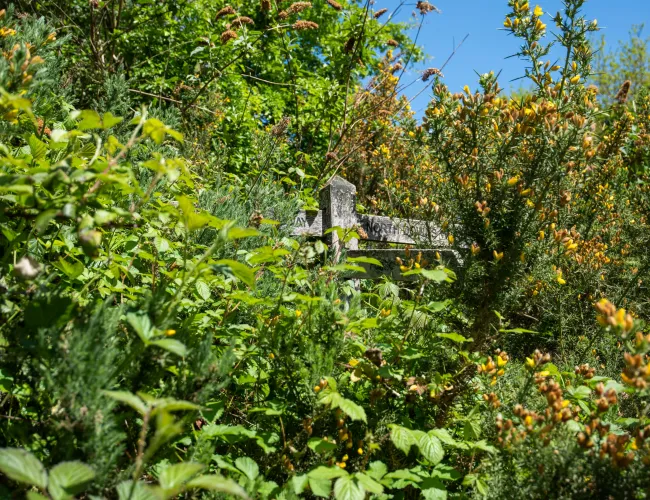 a wooden structure in a forest