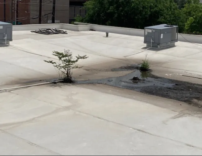 a concrete area with a tree in it