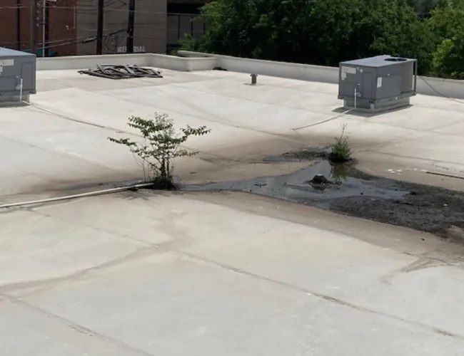 Neglected commercial flat roof with vegetation growth showing need for preventative maintenance Texas