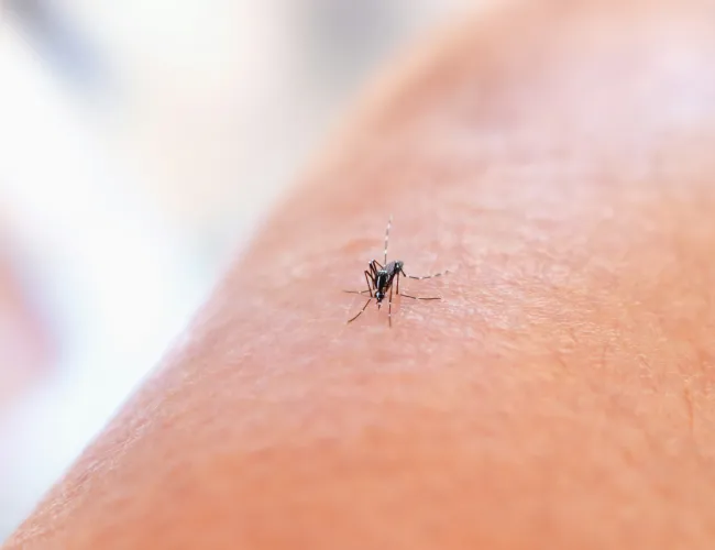 Close-up of a mosquito sitting on human skin with detailed texture in soft light.