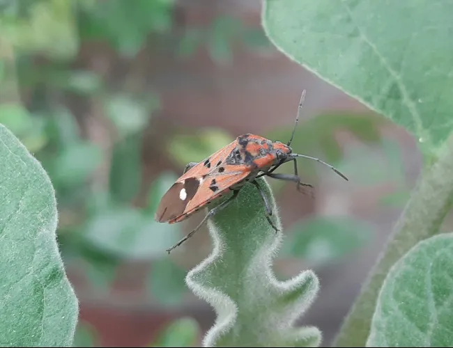 a butterfly on a leaf