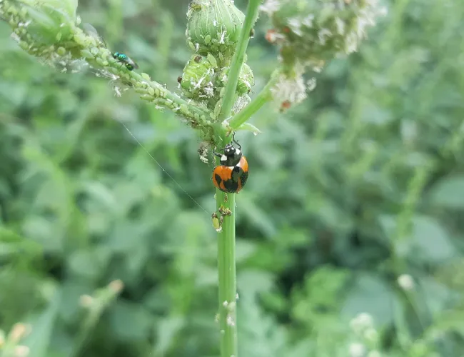 a ladybug on a leaf