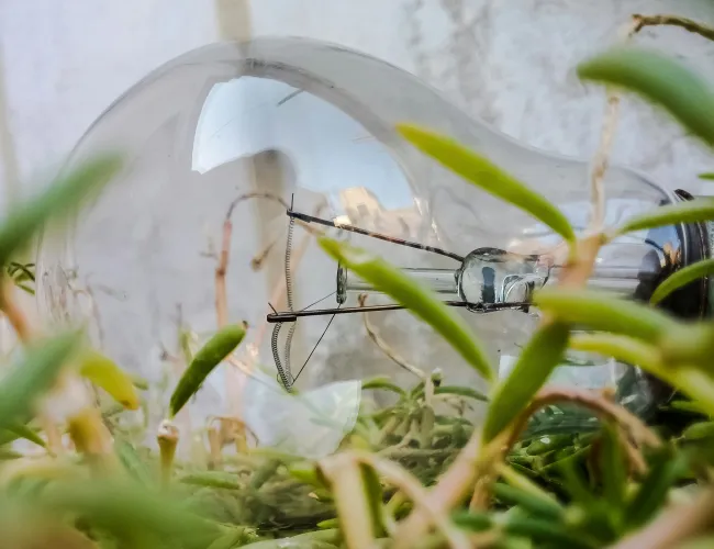 a spider in a web