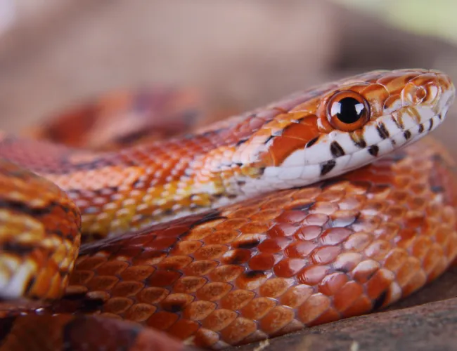 a snake with a black and white head