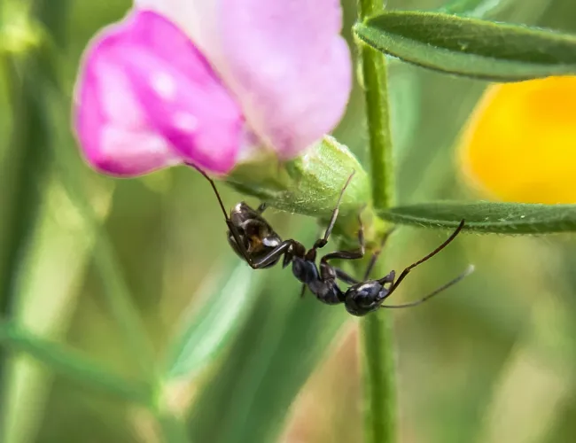 a ant on a flower