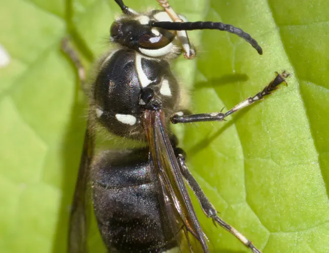 a close up of a hornet