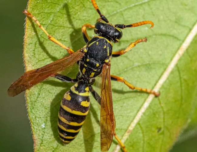 a close up of a wasp