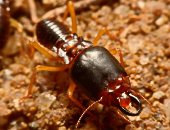 a close up of a Earwigs