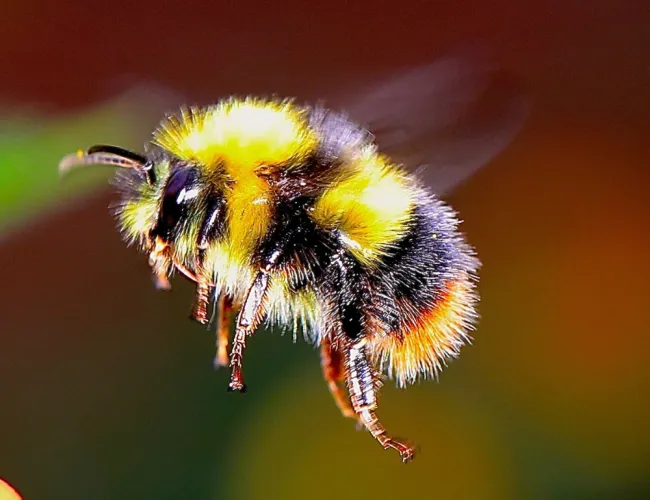 a bee on a flower