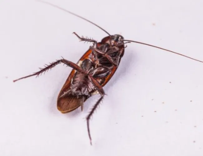 roach