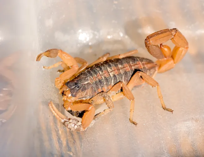 a close-up of a scorpion
