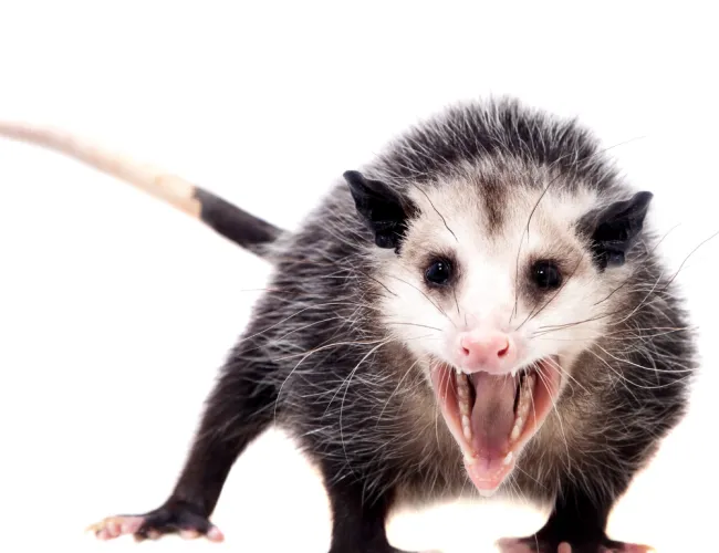 a small black and white opossum