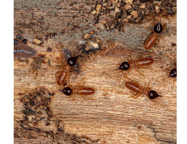 a group of termites on a wood surface