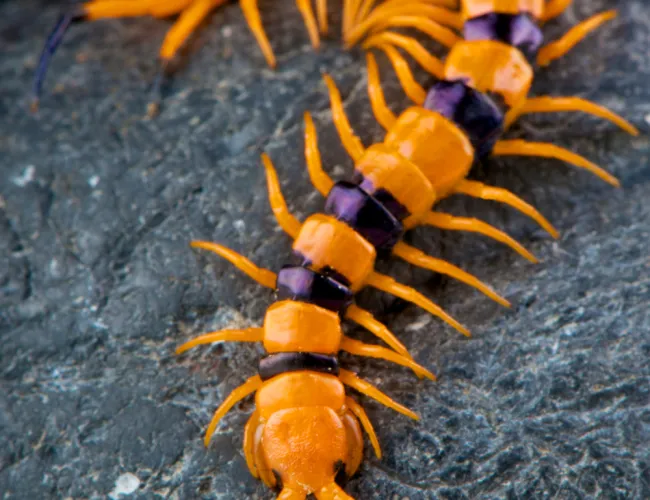 a tiger centipede