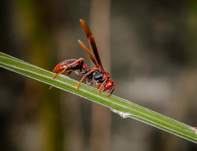 a wasp on a leaf