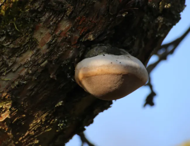 a close up of a wood destroying fungi