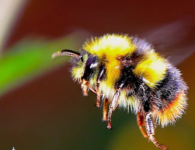 a bee on a flower