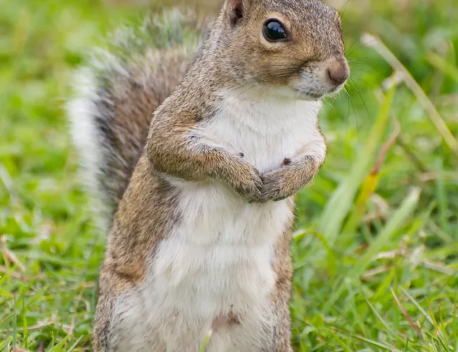 a squirrel standing on its hind legs