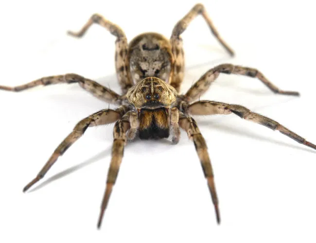 a close up of a spider