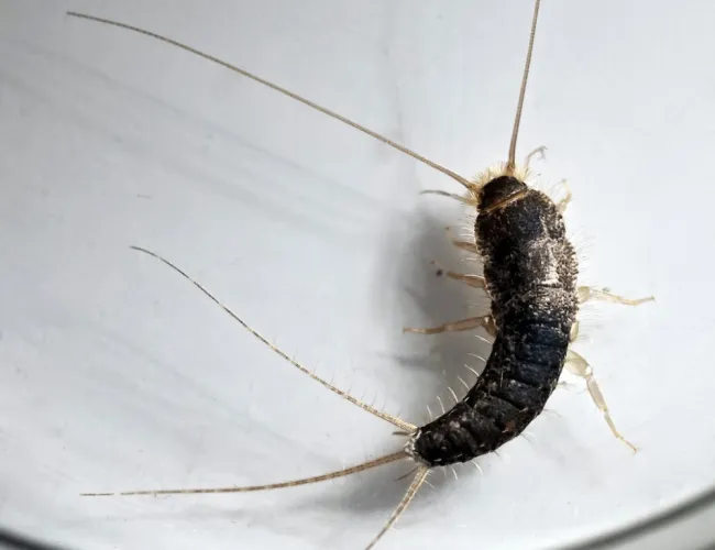 a close up of a silverfish