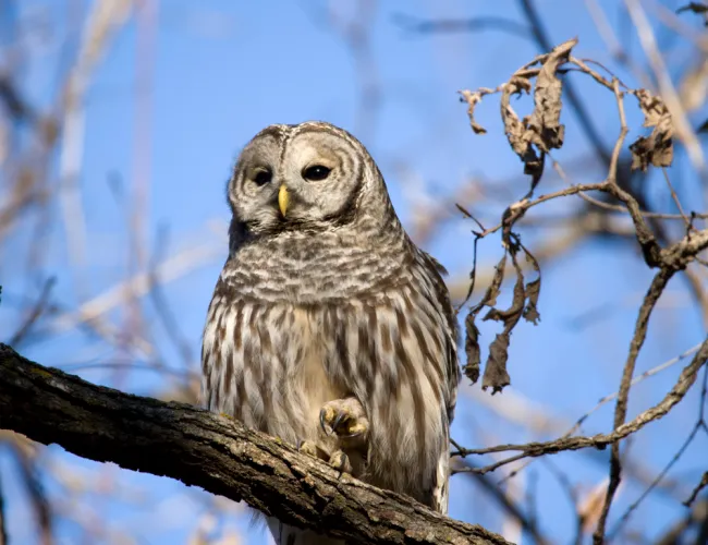 an owl sitting on a branch