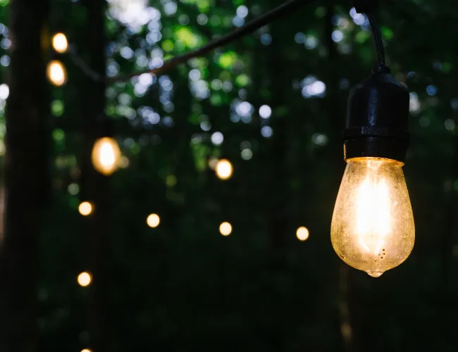 a light from a tree