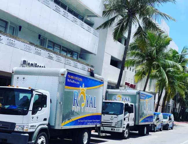 Two Royal Pest & Termite trucks parked outside a white building with palm trees on a sunny day