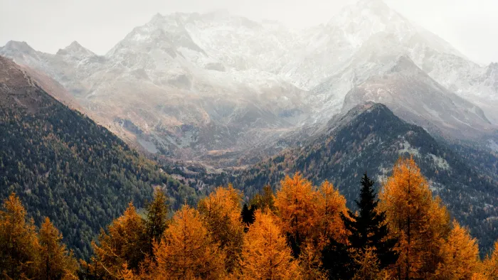 a forest of trees with mountains in the background